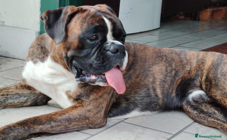 Boxer cani - Annuncio 1
