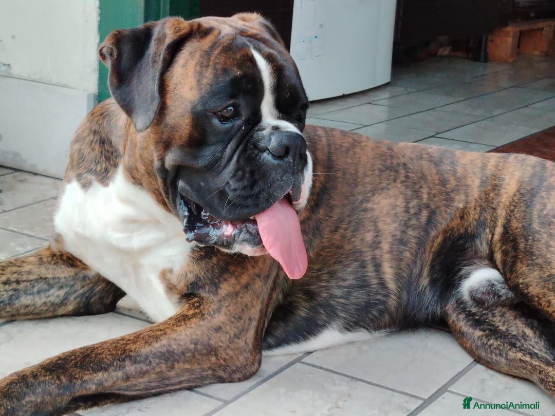 Boxer cani per accoppiamento: Boxer per monte  - Immagine 1
