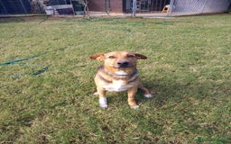 Meticcio cani in regalo: buonissimo Fortunato in regalo a Città metropolitana di Catania - Immagine 4