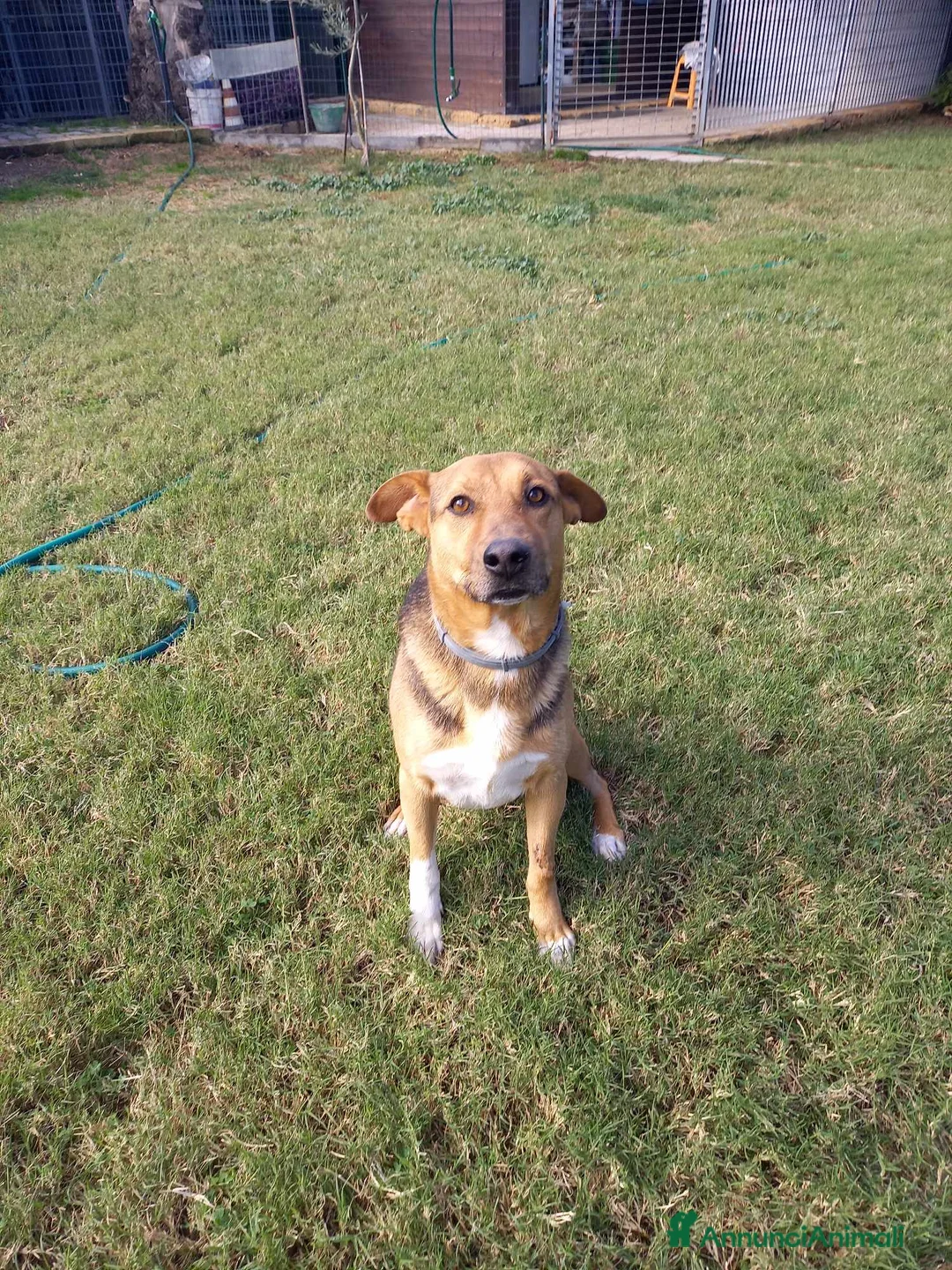 Meticcio cani in regalo: buonissimo Fortunato in regalo a Città metropolitana di Catania - Annuncio 4