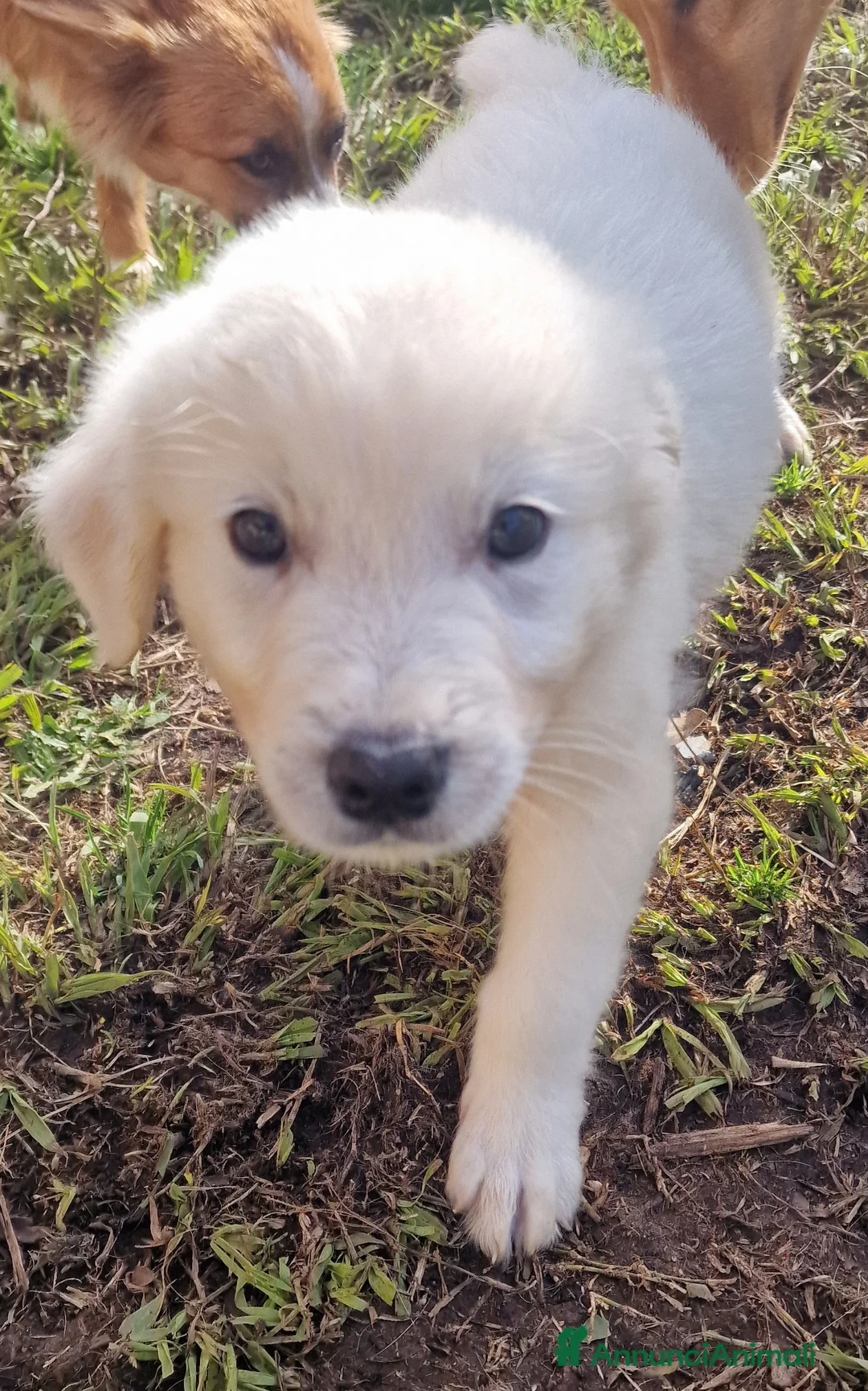 Pastore Maremmano cani in regalo: Scheggia - Annuncio 6