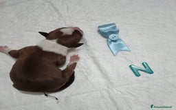 American Staffordshire cani in vendita: AMSTAFF DISPONIBILI  a Provincia del Sud Sardegna - Immagine 9