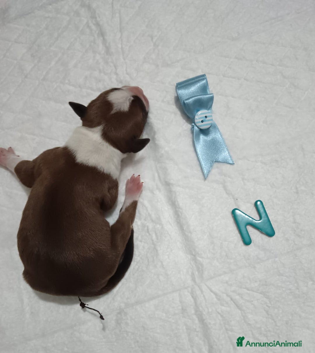 American Staffordshire cani in vendita: AMSTAFF DISPONIBILI  a Provincia del Sud Sardegna - Immagine 9