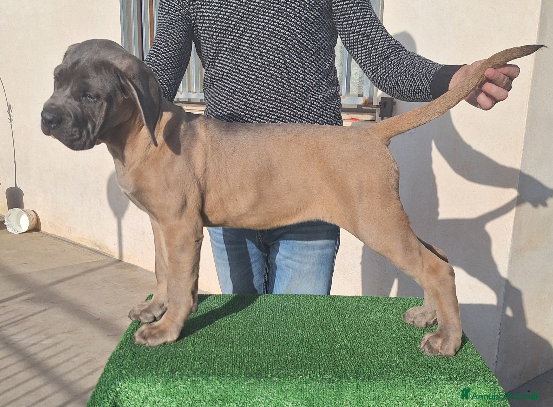 Cane Corso cani Cucciole Cane Corso Pedigree - Annuncio 14