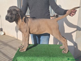 Cane Corso cani Cucciole Cane Corso Pedigree - Annuncio 7