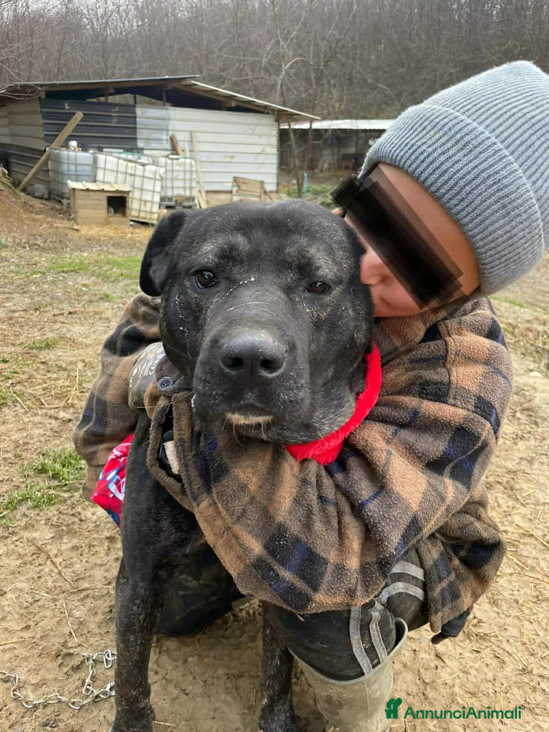 Meticcio cani in regalo: HERCULES, molosso dalla bontà unica! - Annuncio 6