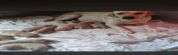 Labrador cani in vendita: Cuccioli di Labrador Retriever  - Annuncio 3