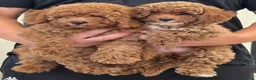 Barboncino cani in vendita: Barboncino nani red - Annuncio 1