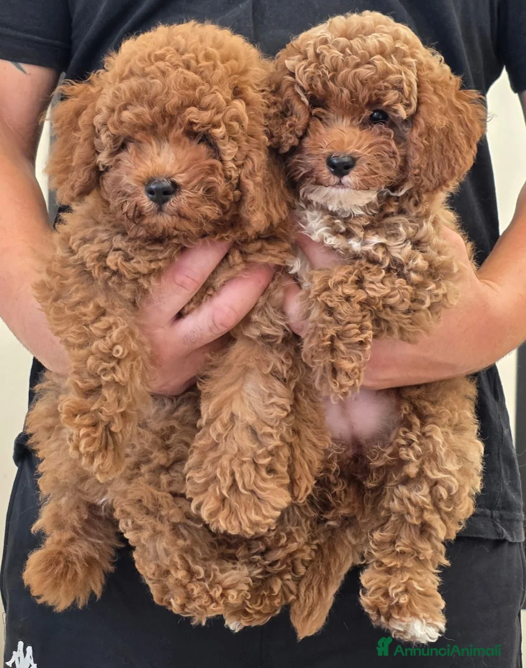 Barboncino cani in vendita: Barboncino nani red - Annuncio 1