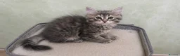 Siberiano gatti in vendita: Ultimi due cuccioli gattini siberiani pedigreeENFI - Annuncio 5