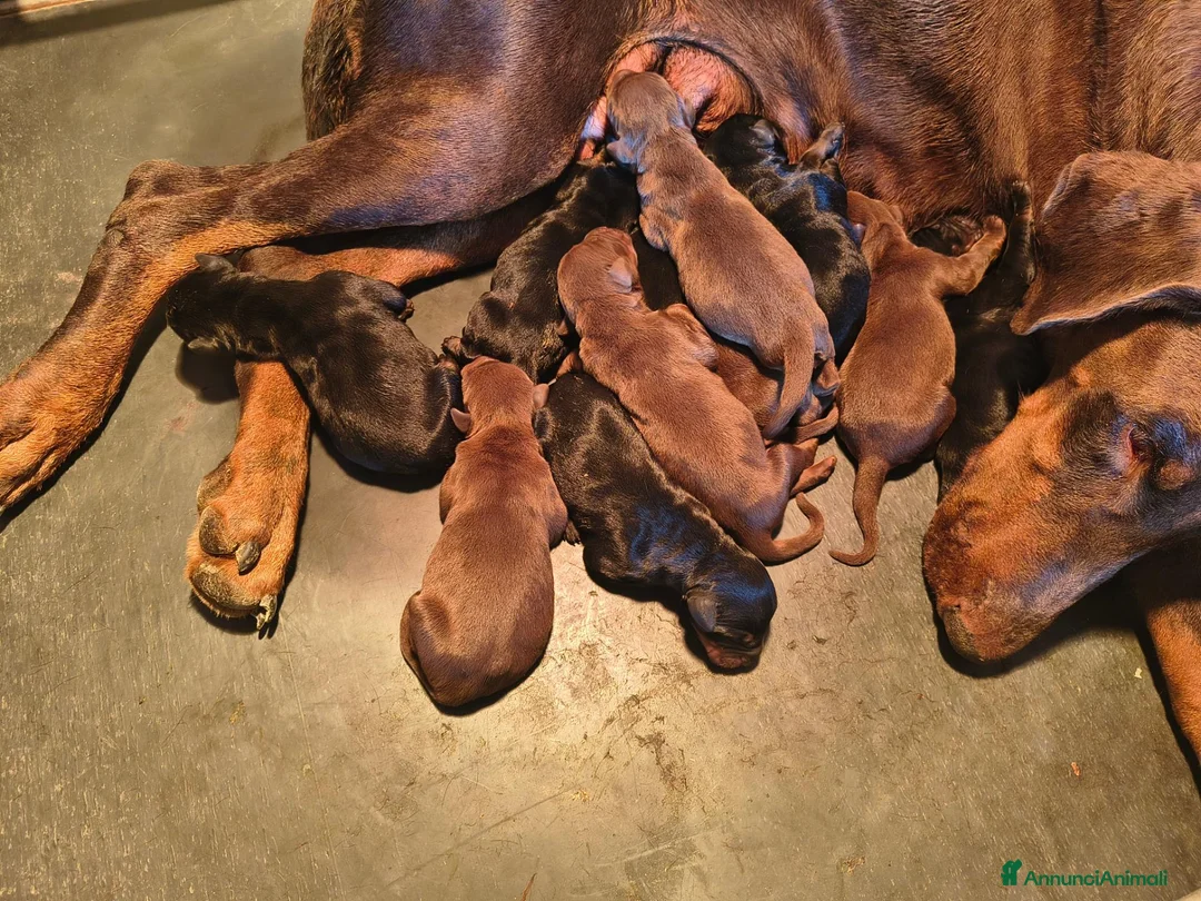 Dobermann cani in vendita: Dobermann cuccioli  - Annuncio 4