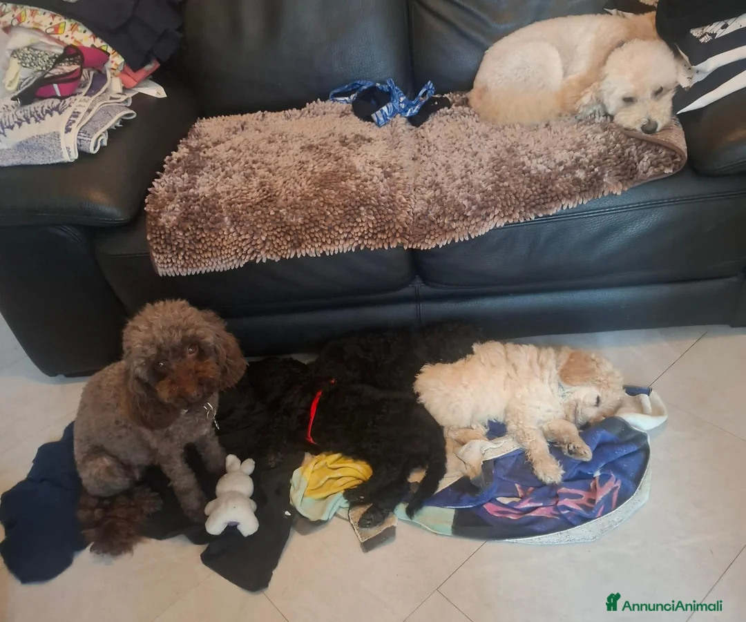 Barboncino cani in vendita: Barboncini a Provincia di Brescia - Annuncio 4