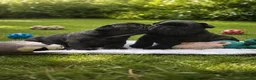 Bulldog Francese cani in vendita: BELLISSIMA CUCCIOLA DI BOULEDOGUE FRANCESE! a Valle d'Aosta - Annuncio 2