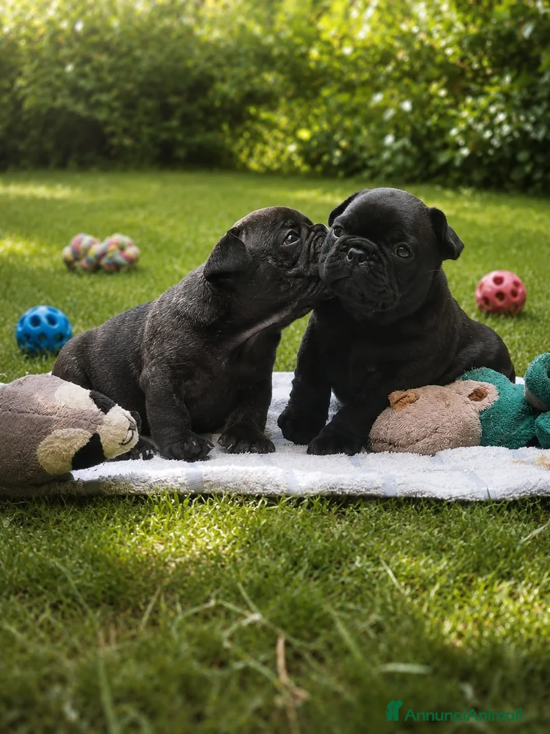 Bulldog Francese cani in vendita: BELLISSIMA CUCCIOLA DI BOULEDOGUE FRANCESE! a Valle d'Aosta - Annuncio 2