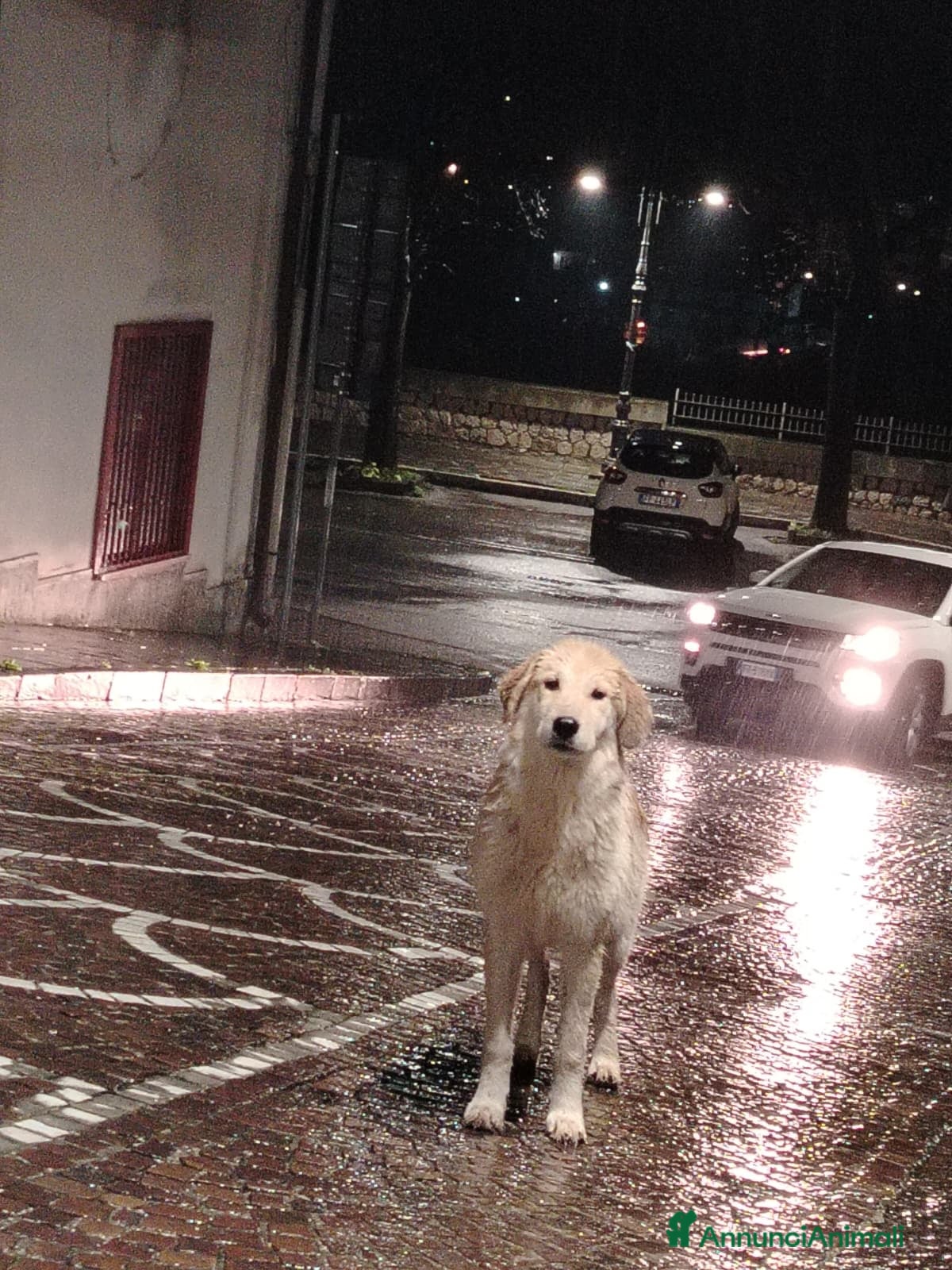 Meticcio cani BUDDY - Annuncio 1