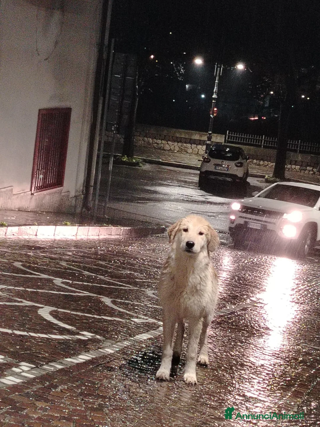 Meticcio cani in regalo: BUDDY - Annuncio 1