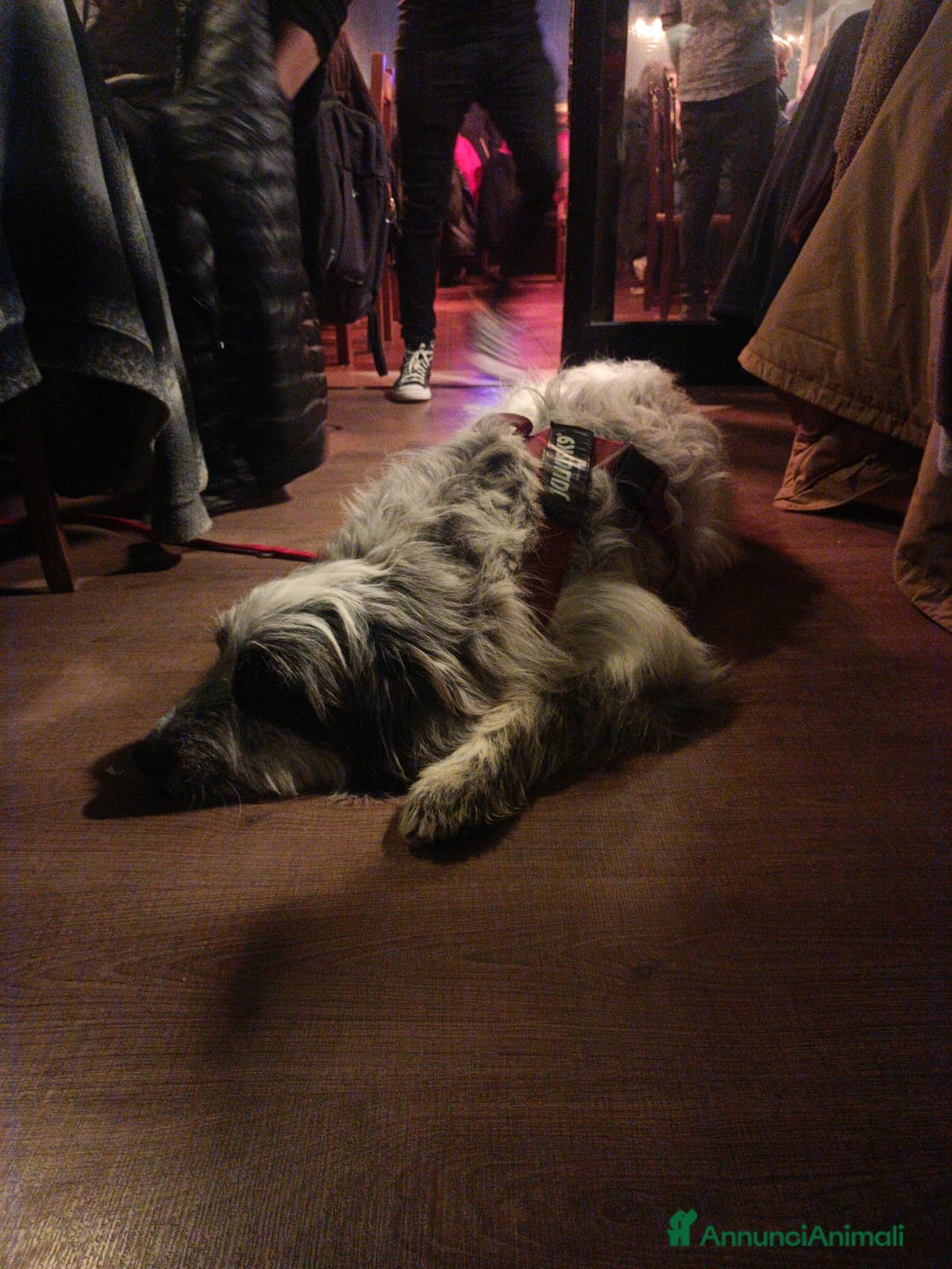 Meticcio cani in regalo: Meticcio in regalo  - Annuncio 10