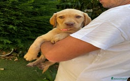 Labrador cani in vendita: Labrador miele  - Immagine 4