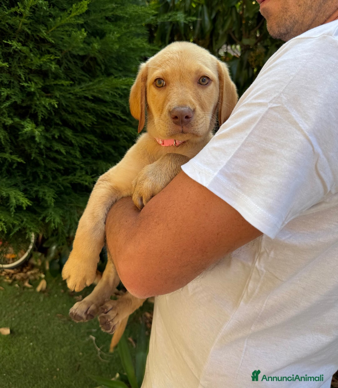 Labrador cani in vendita: Labrador miele  - Immagine 4
