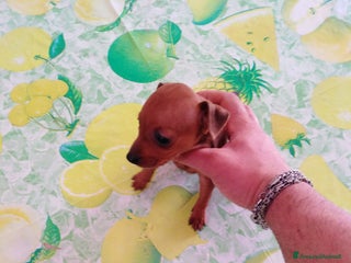 Pinscher Miniatura cani Pincher nani toy super cuccioli taglia piccola - Annuncio 5