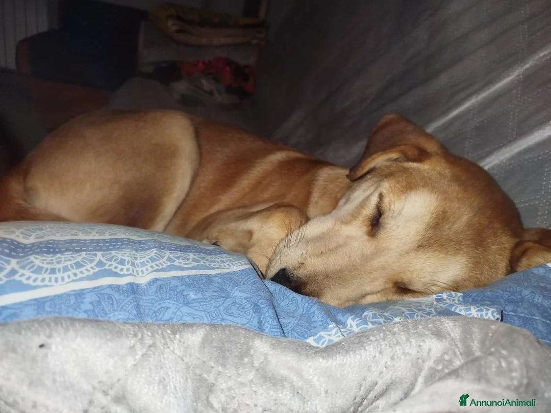 Meticcio cani in regalo: Mary cucciola meticcia - Annuncio 2