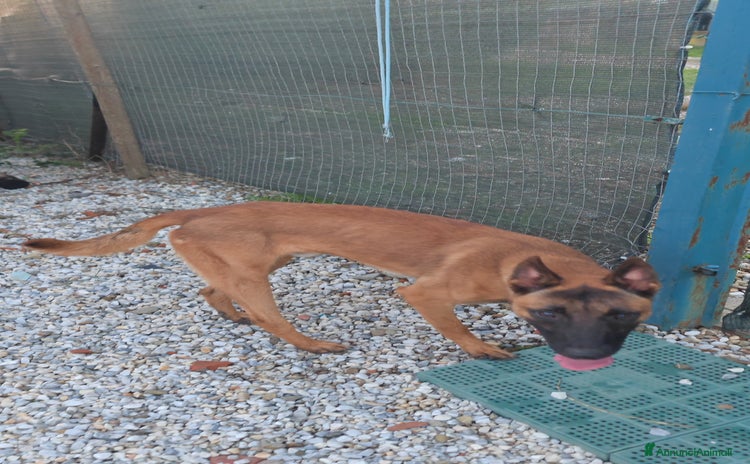 Pastore Belga cani - Annuncio 1