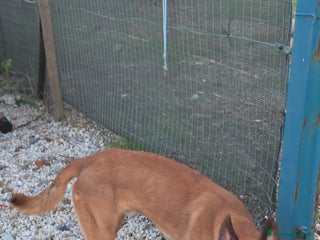 Pastore Belga cani Pastore belga malenois - Annuncio 16