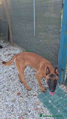 Pastore Belga cani - Annuncio 1