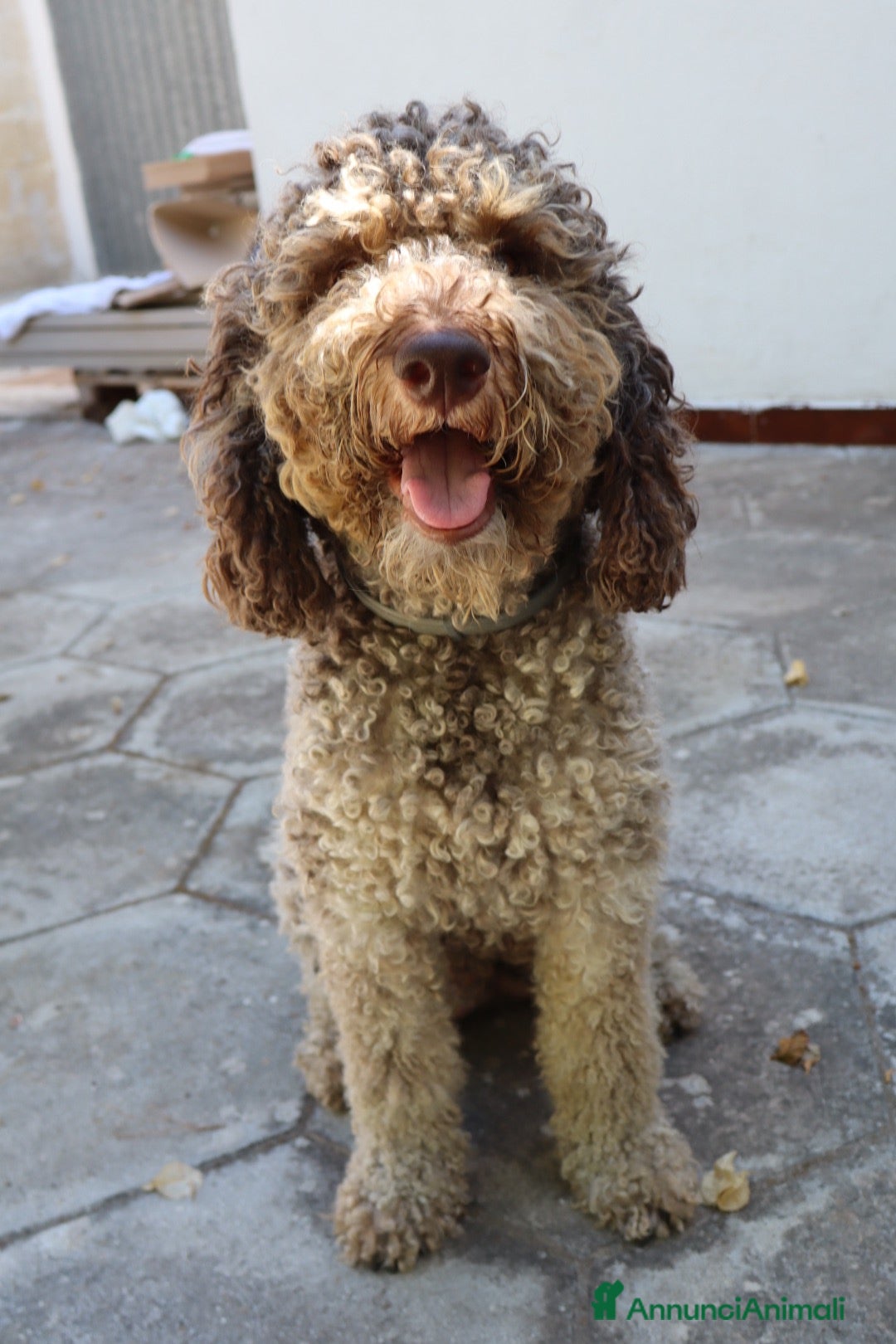 Lagotto cani Vendita di cuccioli di Lagotto - Annuncio 1