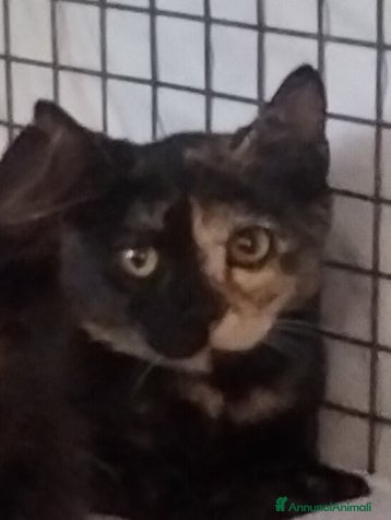 Altre razze gatti Charlotte, Emily ed Anne cercano casa - Annuncio 2