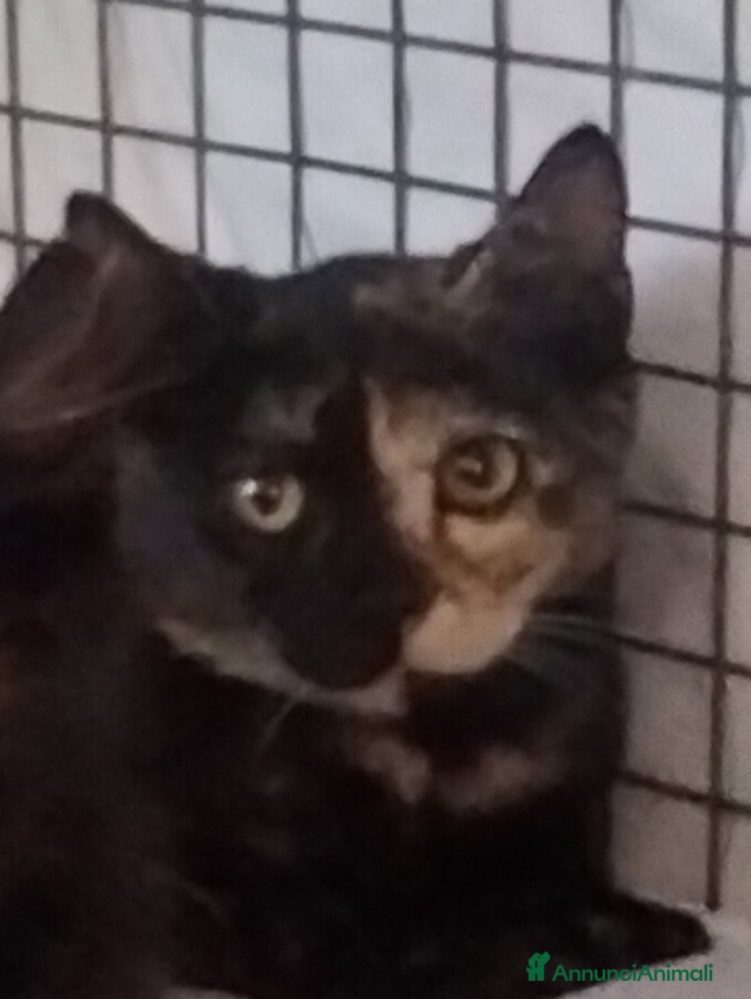 Altre razze gatti in regalo: Charlotte, Emily ed Anne cercano casa - Annuncio 2