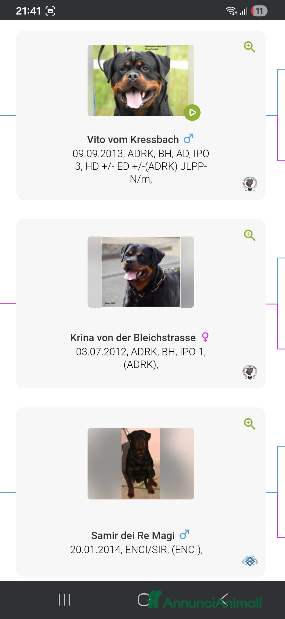 Rottweiler cani in vendita: Disponibili cuccioli Rottweiler  - Annuncio 18