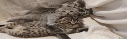Scottish gatti in vendita: Cuccioli Scottish  - Annuncio 3