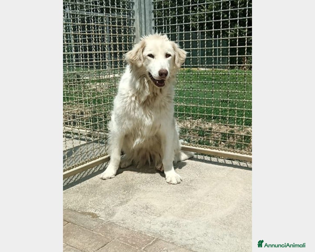 Pastore Maremmano cani Mix Maremmana entrata in box 6anni fa!SOS MARCHE a Ancona - Annuncio 1