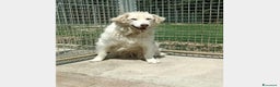 Pastore Maremmano cani in regalo: Mix Maremmana entrata in box 6anni fa!SOS MARCHE a Ancona - Annuncio 1