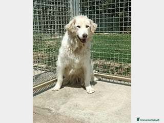 Pastore Maremmano cani Mix Maremmana entrata in box 6anni fa!SOS MARCHE a Ancona - Annuncio 2