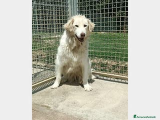 Pastore Maremmano cani Mix Maremmana entrata in box 6anni fa!SOS MARCHE a Ancona - Annuncio 9