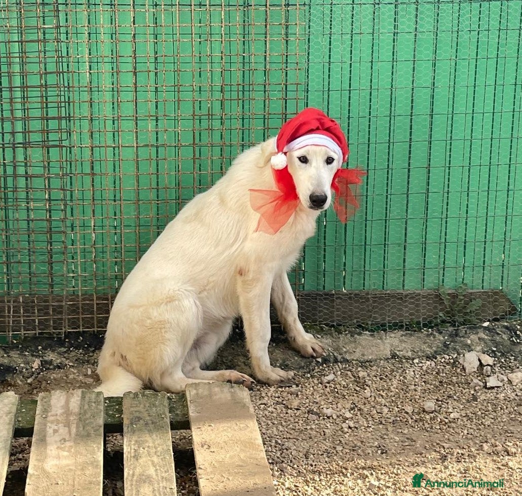 Meticcio cani SOS SOS DEMYR a Città Metropolitana di Genova - Annuncio 34