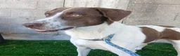 Meticcio cani in regalo: Giada - Annuncio 2