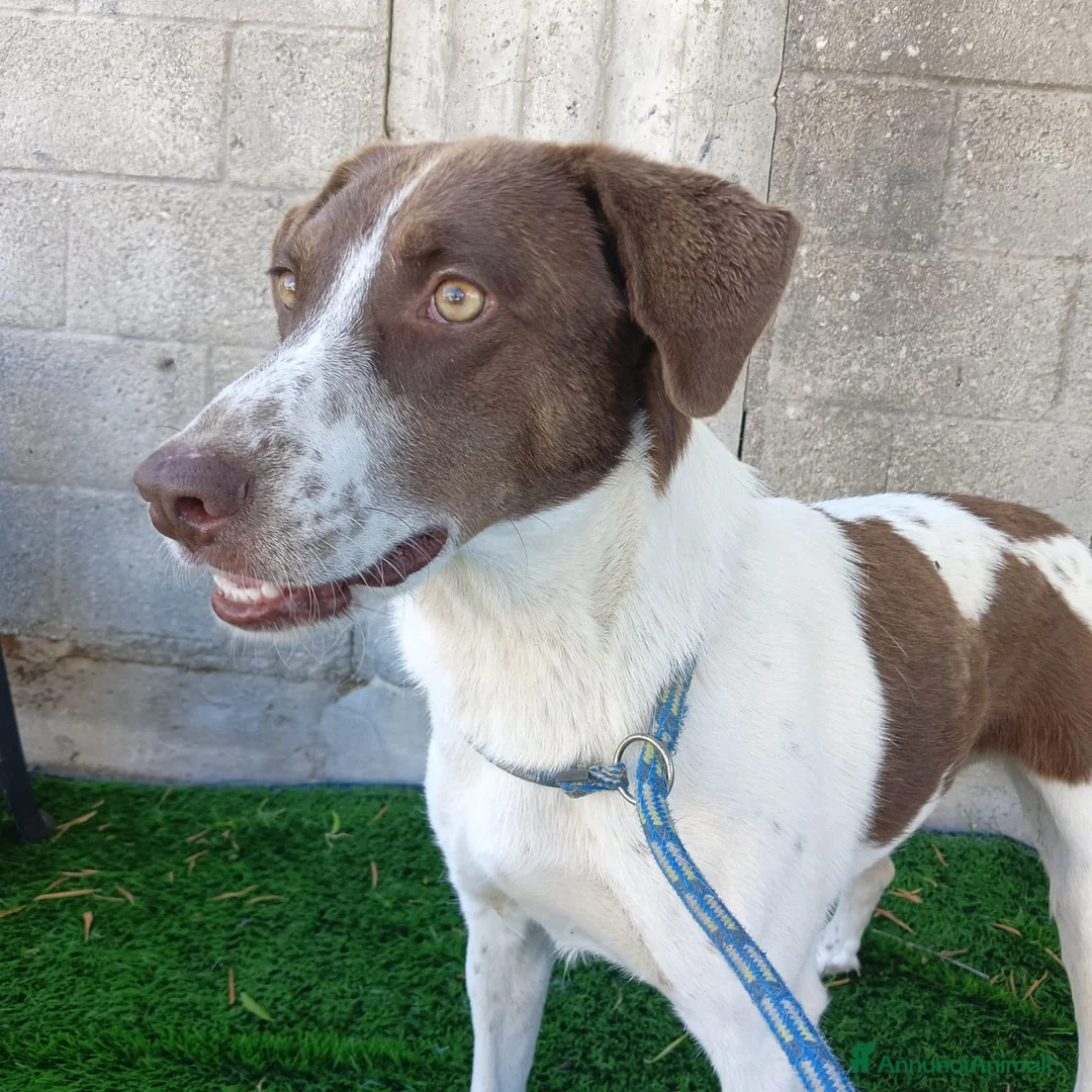 Meticcio cani in regalo: Giada - Annuncio 2