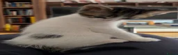Altre razze gatti in regalo: Regaliamo 2 gattini fratelli  - Annuncio 2