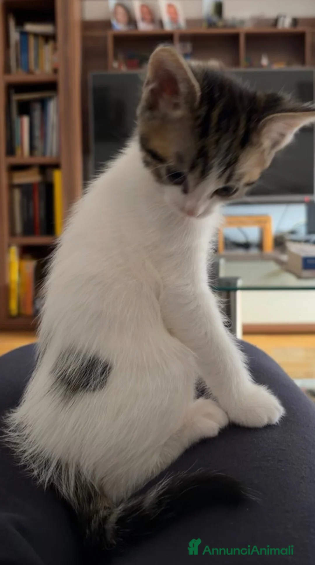 Altre razze gatti in regalo: Regaliamo 2 gattini fratelli  - Annuncio 2