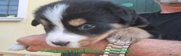 Bovaro del Bernese cani in vendita: Cuccioli bovari del bernese  - Annuncio 27