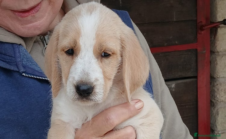 Meticcio cani ADINA HA BISOGNO DI TE, IN ADOZIONE - Annuncio 10