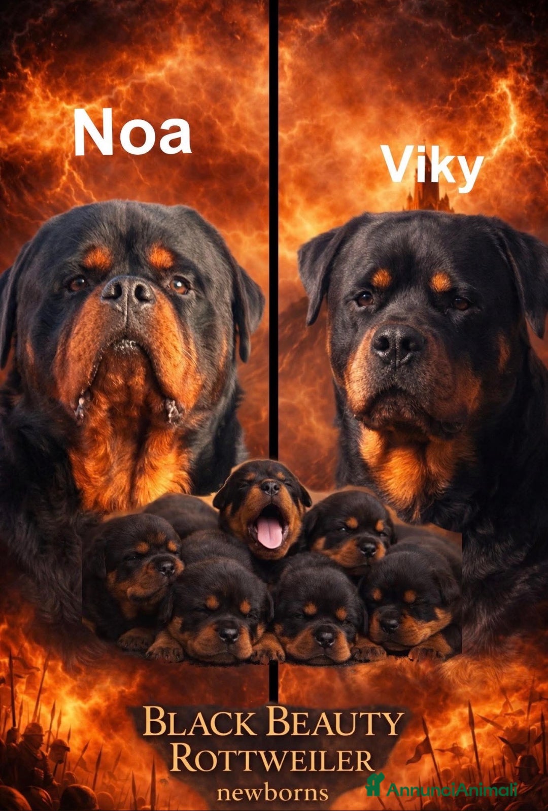 Rottweiler cani in vendita: Cuccioli Rottweiler con pedigree enci - Annuncio 1