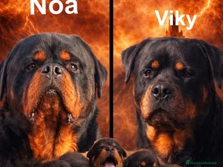 Rottweiler cani Cuccioli Rottweiler con pedigree enci - Annuncio 1