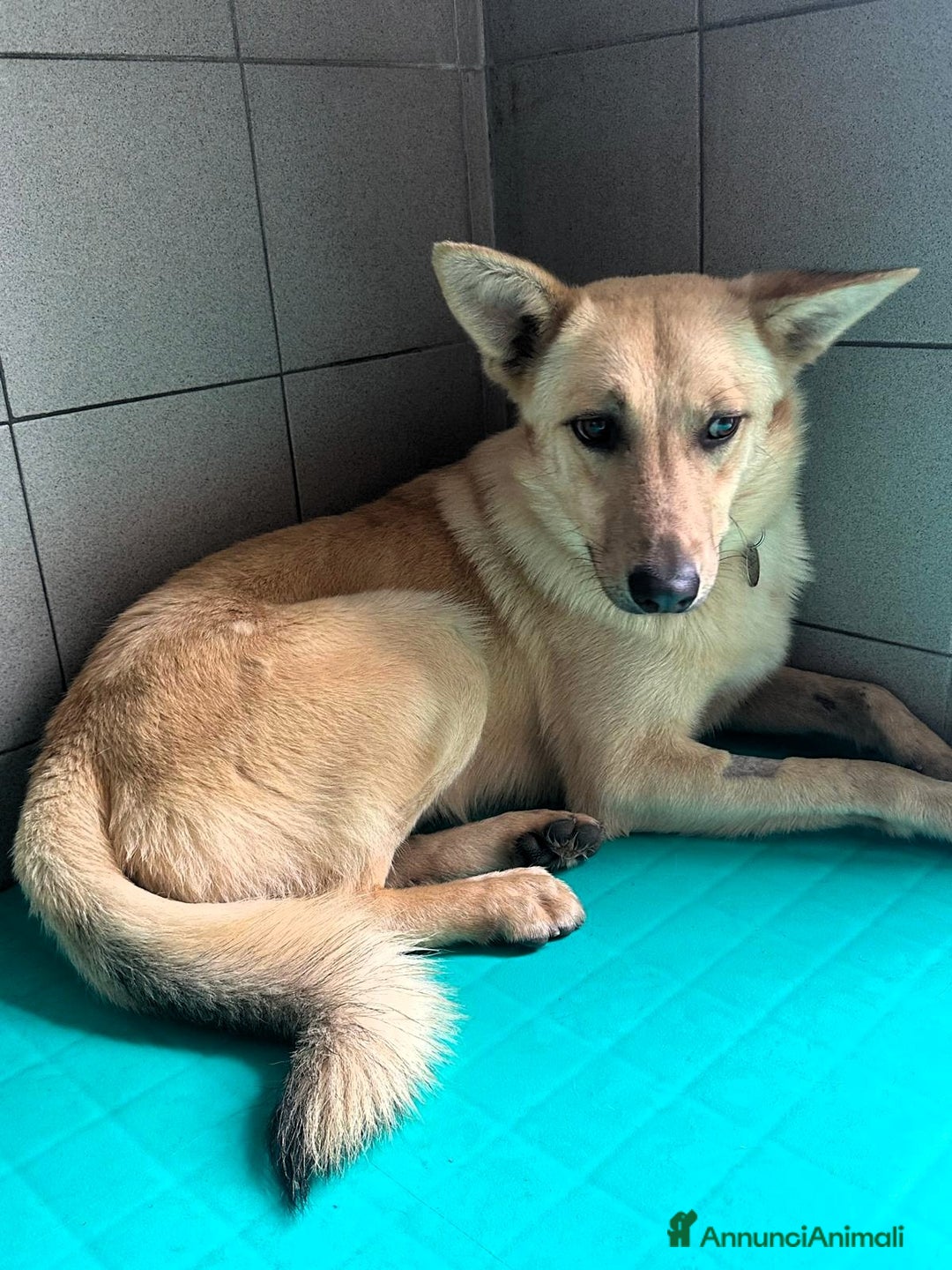 Meticcio cani in regalo: MANUEL CERCA CASA - Annuncio 15