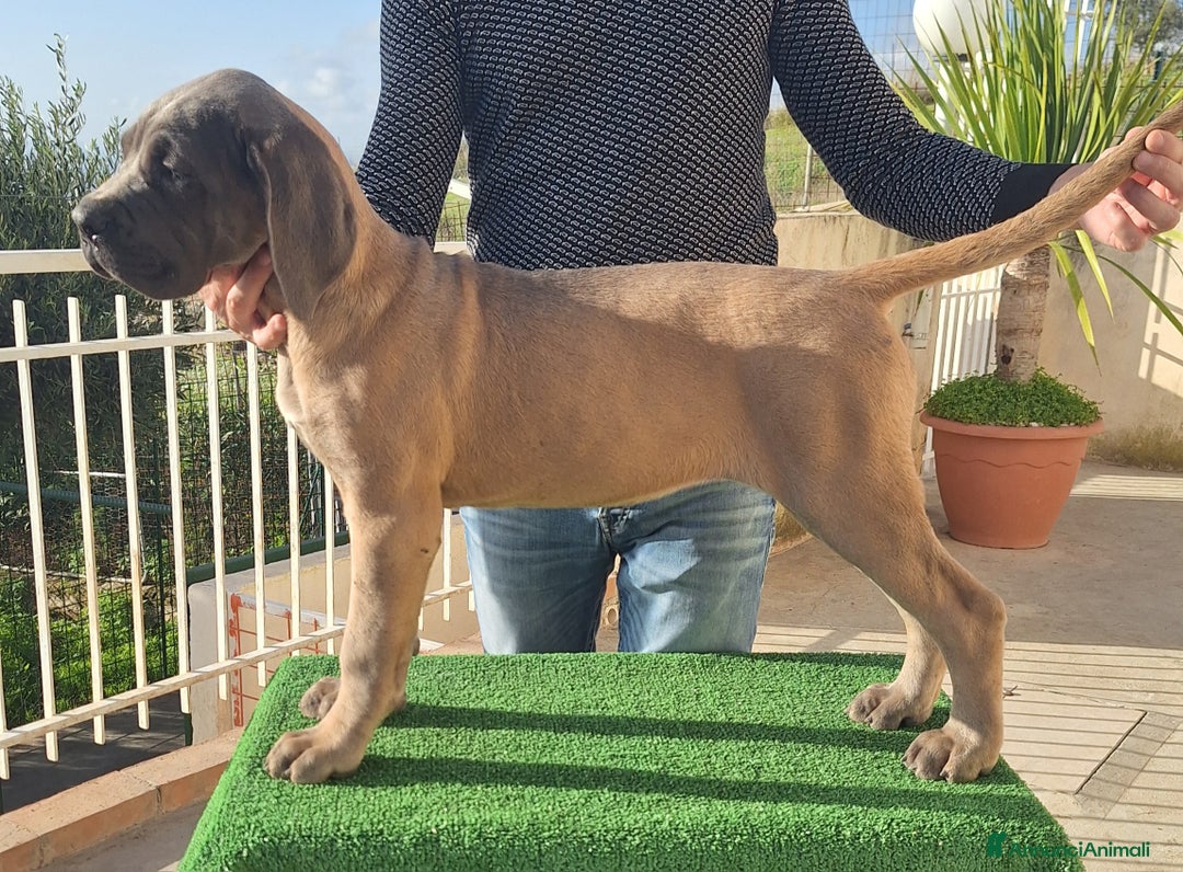 Cane Corso cani in vendita: Cucciole Cane Corso Pedigree - Annuncio 12