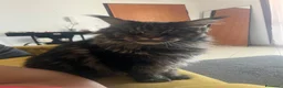 Maine Coon gatti in regalo: Maine coon a Provincia di Brescia - Annuncio 6
