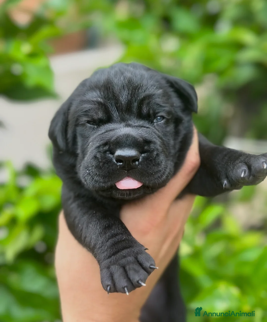 Cane Corso cani in vendita: Cuccioli cane corso con pedigree enci  - Annuncio 2